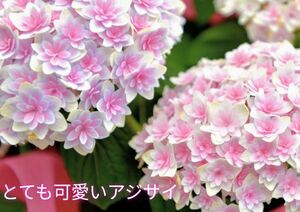 八重咲きのとても可愛いアジサイの挿し穂2本＋おまけ 紫陽花カット苗