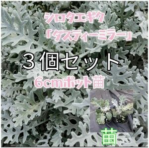 白妙菊「ダスティーミラー」6cmポット苗３個セット 寄せ植えやドライフラワーに