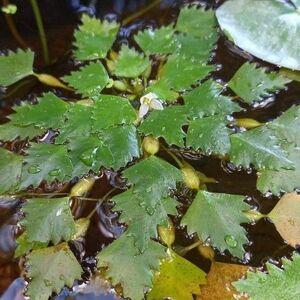 ヒメビシ　水生植物