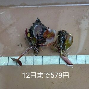 熱帯睡蓮　品種不明　２つ　12日まで出品