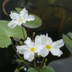 ヒメガガブ 水生植物