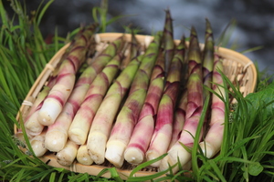 予約■山形県産　山菜　天然月山筍　約１ｋg（500ｇ×2袋）