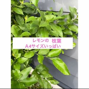 【自家栽培】レモンの葉 アゲハ蝶 エサ