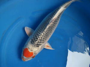 NO.2-1859[. 10 storm . common carp place production ]*....48.*2 -years old female 