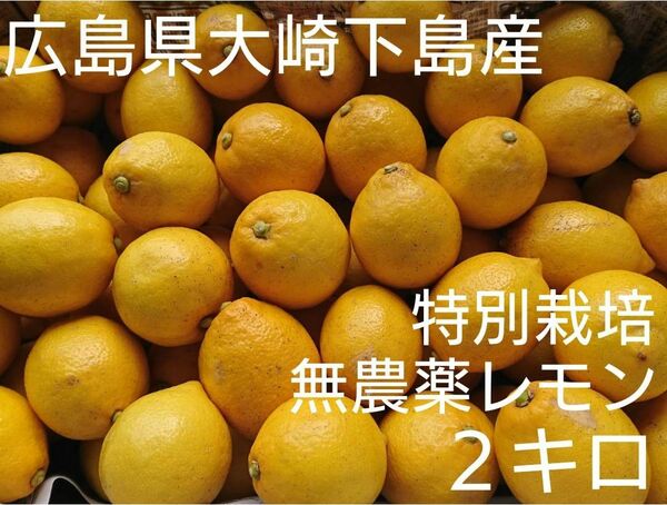 酸っぱいだけじゃない！甘味も感じる広島県大崎下島産 農薬不使用レモン2キロ