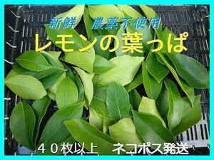 【新鮮・ネコポス発送】レモンの葉 ４０枚以上☆農薬不使用（栽培期間中）
