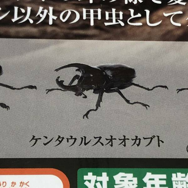 送料無 ケンタウルスオオカブト いきもの大図鑑 かぶとむし05 ガチャ/甲虫