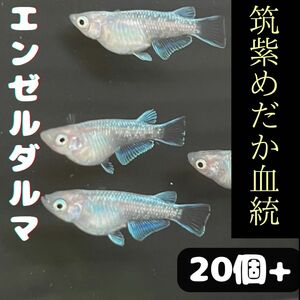 エンゼル　ダルマ　ヒレ光　筑紫めだか血統　　有精卵20個+α 