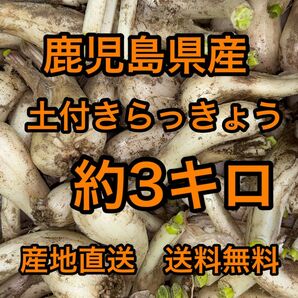 鹿児島県産　土付きらっきょう　約3キロ