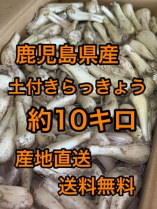 鹿児島県産　土付きらっきょう　約10キロ