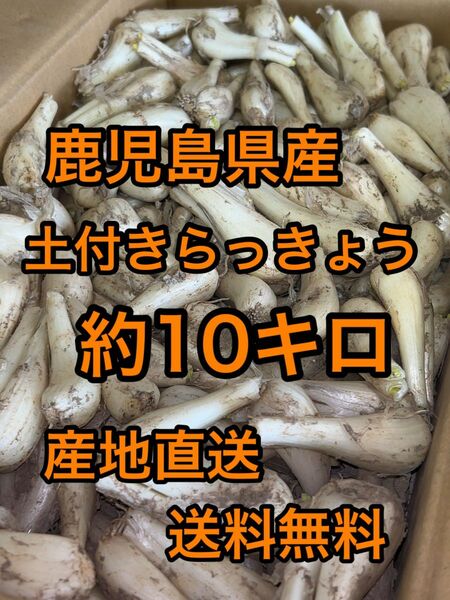 鹿児島県産　土付きらっきょう　約10キロ