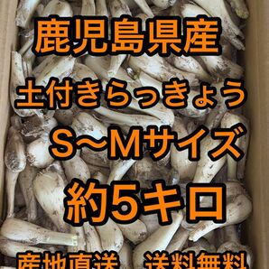 鹿児島県産　土付きらっきょう　約5キロ　S〜Mサイズ