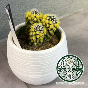 [ stock a little ] cactus Akira day .. color yellow 3 number pot 5/1 photographing 
