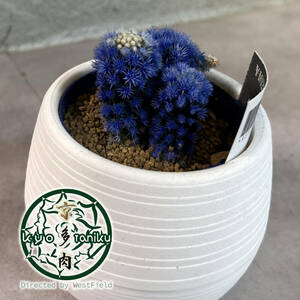 [ stock a little ] cactus Akira day .. color blue 3 number pot 5/1 photographing 