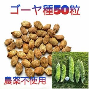 【お得！】ゴーヤの種　厳選50粒