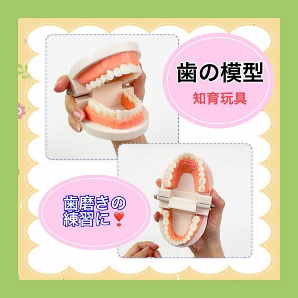 人気　お買い得　歯の模型 歯のモデル 180度 開閉式 歯磨きの練習 知育玩具