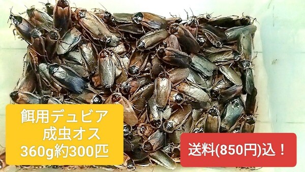 デュビア成虫オス♂360g約300匹送料（850円)込