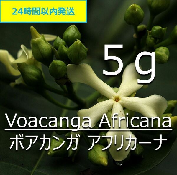 【無農薬】天然染料 ボアカンガ 5g