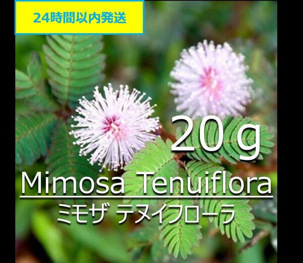 【無農薬】天然染料 ミモザ 20g