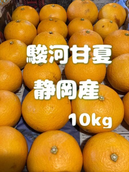 駿河甘夏　静岡産　10kg