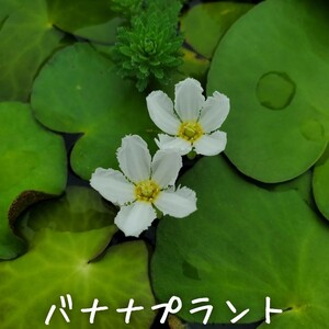 【青い森めだか】水生植物・水草「バナナプラント/ハナガガブタ」大きな１株
