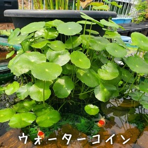 【青い森めだか】水生植物・水草「ウォーターコイン/ウォーターマッシュルーム」１０本