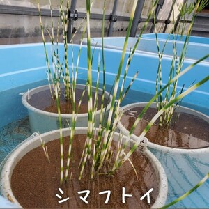 【青い森めだか】水生植物・水草「シマフトイ」１ポット
