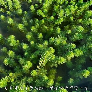【青い森めだか】水生植物・水草「ミリオフィラムsp.ガイアナドワーフ」一掴み