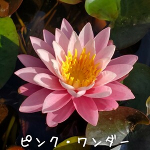 【青い森めだか】耐寒性睡蓮・スイレン・水草「ピンク・ワンダー」１株