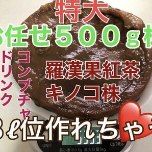 ①特大 羅漢果紅茶キノコ株　自家製のコンブチャ作り♪ マザー株　種菌　お任せ株　お得に