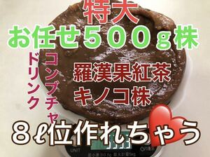 ①特大 羅漢果紅茶キノコ株　自家製のコンブチャ作り♪ マザー株　種菌　お任せ株　お得に