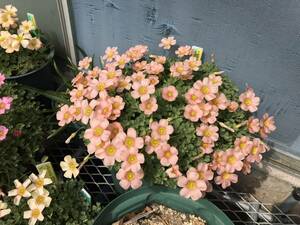 oxalis obtuse Angel Pinkの球根です。②