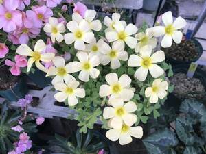 oxalis obtusa イエロー花の球根です。