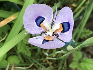 Moraea Villosa. луковица..