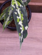 【常湿株】アグラオネマ ピクタム アチェ スマトラ Aglaonema pictum Aceh Sumatra TZ便①_画像2