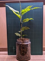 【常湿株】アグラオネマ ピクタム アチェ スマトラ Aglaonema pictum Aceh Sumatra TZ便②_画像5