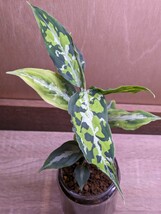 【常湿株】アグラオネマ ピクタム アチェ スマトラ Aglaonema pictum Aceh Sumatra TZ便②_画像4