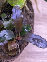 Bucephalandra sp.Green Blue Velvet(水上葉)軽石鉢セット ブセファランドラ グリーンブルーベルベット②_画像5