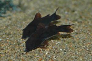 * Corydoras *aene light venezela black *