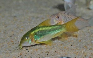 * Corydoras sp. ilmi nati green *