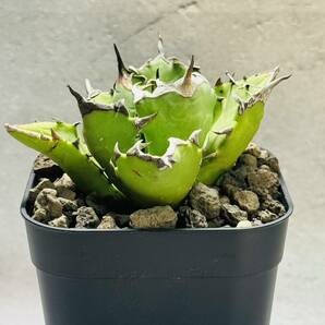 THD48 【中株】【Rin.】アガベ チタノタ ドワーフ agave titanota dwarf 発根済み 鉢のまま発送 検）オアハカ 姫厳龍の画像2