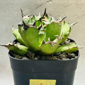 THD50 【中株】【Rin.】アガベ チタノタ ドワーフ agave titanota dwarf 発根済み 鉢のまま発送 検）オアハカ 姫厳龍の画像1