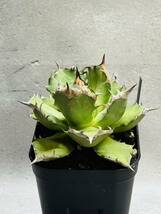 THD59【大株】プレステラ105【子株付き】【Rin.】アガベ チタノタ ドワーフ agave titanota dwarf 発根済 鉢のまま発送 検） 姫厳龍_画像4