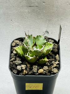 THD110 【Rin.】アガベ チタノタ ドワーフ 良形 コンパクト agave titanota dwarf 発根済み 鉢のまま発送 検）オアハカ 姫厳龍