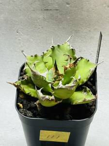 THD111 【中株】【Rin.】アガベ チタノタ ドワーフ 良形 コンパクト agave titanota dwarf 発根済み 鉢のまま発送 検）オアハカ 姫厳龍 