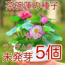 茶碗蓮の種子　花色ランダム　5個　未発芽　_画像1