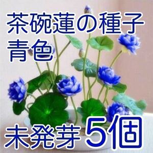 茶碗蓮の種子　青色　5個　未発芽　発芽処理済み