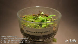 Asplenium holophlebium ＆ Lecanopteris luzonensis -シダ アリ植物 着生植物 パルダリウム 熱帯植物 山野草