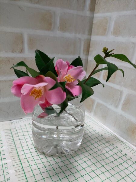 椿 20センチ前後の挿し木用の枝 桃色一重 4本 薄桃色八重 4本 おまけ 白一重、濃いピンク八重など いづれか1苗