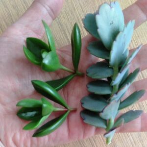 多肉植物 カット苗　静の舞　胡蝶の舞